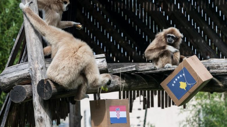 Kroatët i besojnë majmunit, ai parashikon fitoren e Kroacisë ndaj Kosovës (Foto)