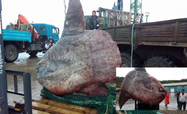 Kapet një peshk monstruoz, peshkatarët thonë se kurrë nuk kanë parë diçka të tillë (Foto)