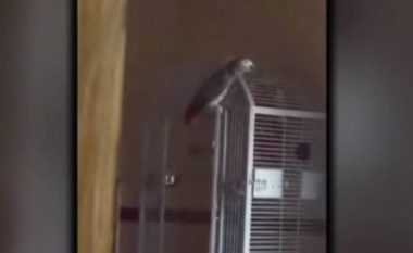 Gruaja dënohet me burg të përjetshëm, mjaftuan fjalët e papagallit të saj (Video)