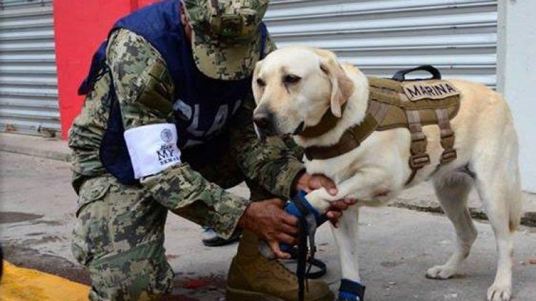 Tërmetet në Meksikë, njihuni me qenin që shpëtoi jetën e 52 njerëzve (Foto)