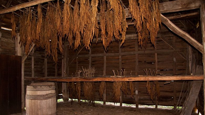 Zbulohen plantacione të duhanit të ndaluar “Virginia”