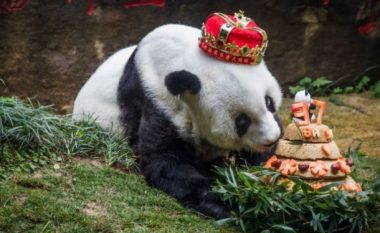 Vdes panda më e vjetër në botë