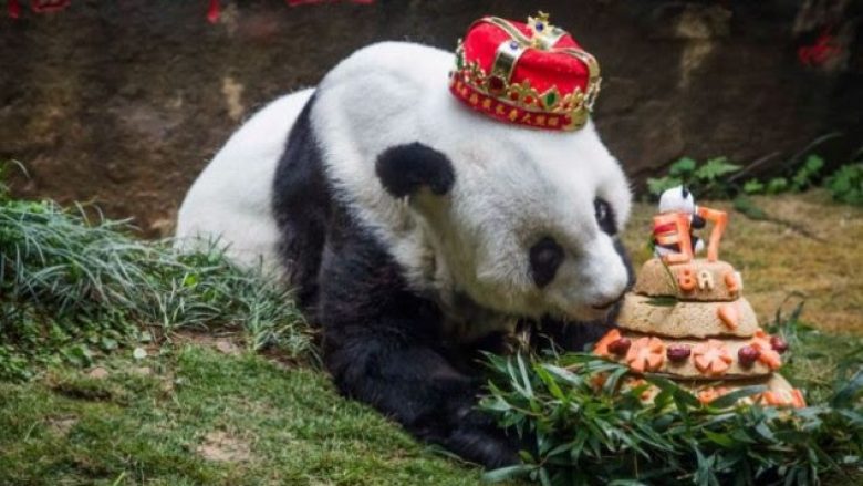 Vdes panda më e vjetër në botë