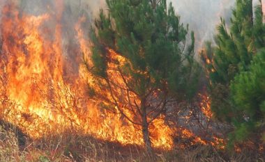 Përfshihen nga zjarri dy hektarë pyll në Sankoc të Drenasit