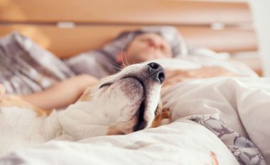 Pse nuk duhet të flini me qenin afër