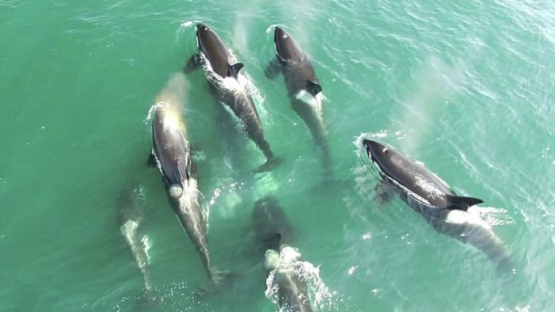 Filmohen me dron orkat duke shqyer në copa balenën (Video, +18)