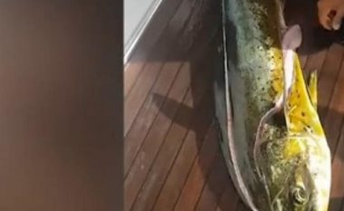 Peshkatari zë një peshk gjigant, habitet kur brenda barkut gjen 32 breshka të vogla (Video)