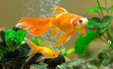 Peshku i artë si kanakar shtëpiak