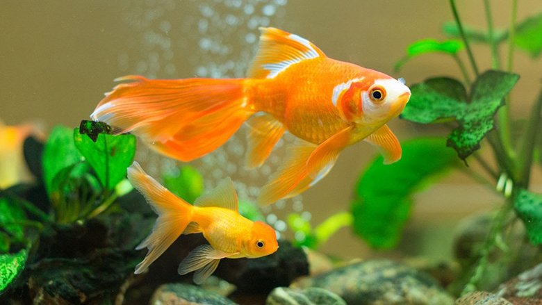 Peshku i artë si kanakar shtëpiak