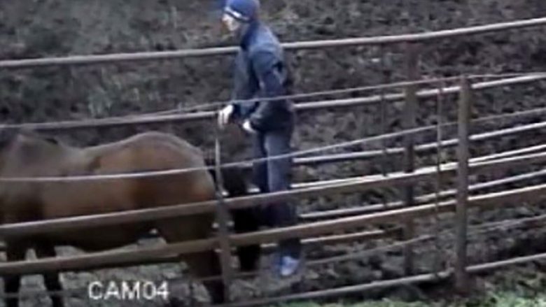 Kamerat e sigurisë filmojnë të riun duke bërë seks me kali, e braktis e dashura kur pa pamjet rrëqethëse (Foto/Video)