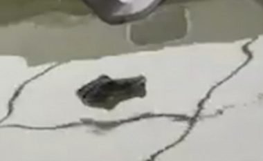 Banorët e frikësuar me atë që dukej si krokodil, në lumin pranë shtëpive të tyre (Video)