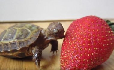 Breshka këmbëngulëse të hajë luleshtrydhen, më të madhe se trupi saj (Video)
