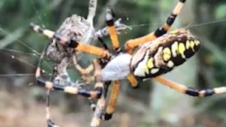 Bretkosa mbështillet me shpejtësi nga rrjeta e merimangës (Video)