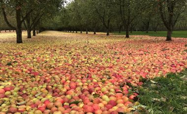 Era e fortë rrëzoi mollët nga degët, shkurtoi punën disa javore të vjeljes (Foto)