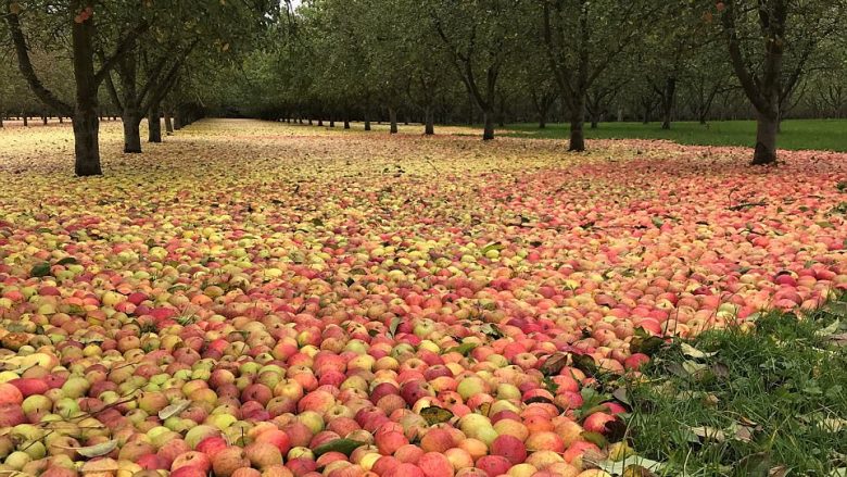 Era e fortë rrëzoi mollët nga degët, shkurtoi punën disa javore të vjeljes (Foto)
