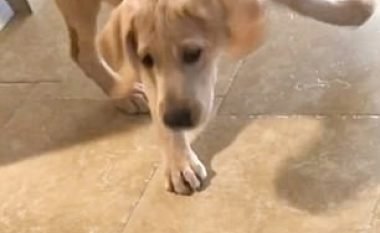 Frikësohet nga ena e ushqimit, reagimi qesharak i qenit teksa refuzon të ushqehet (Video)