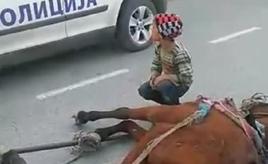 Kali i sëmurë në mes të rrugës, askush nuk ju ndihmon të miturve që t’a shpëtojnë atë (Video)
