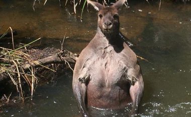 Kanguri gjigant hyri në lumë nga frika prej një qeni të vogël (Foto)