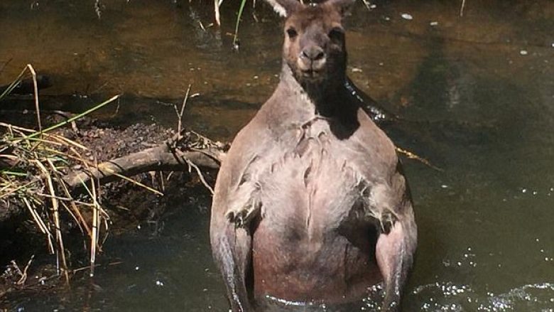 Kanguri gjigant hyri në lumë nga frika prej një qeni të vogël (Foto)
