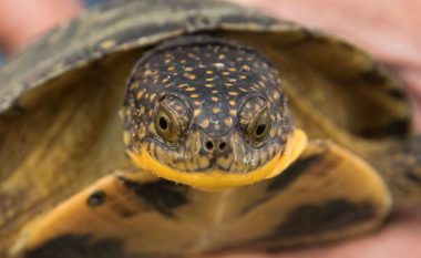 Loja me breshkën nuk shkoi si duhet, kafshohet në gjuhë teksa përpiqej ta përqafonte (Video)