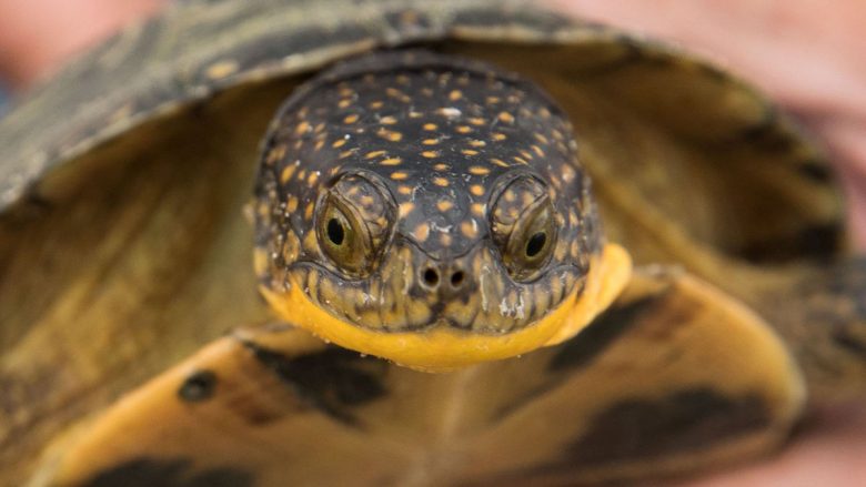 Loja me breshkën nuk shkoi si duhet, kafshohet në gjuhë teksa përpiqej ta përqafonte (Video)