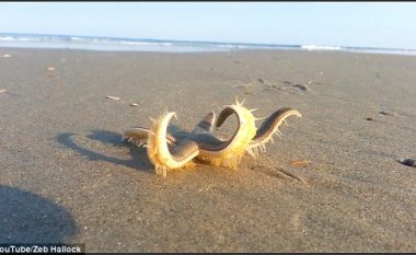 Lëvizja e yllit të detit nëpër rërën e plazhit, derisa arriti në det (Video)