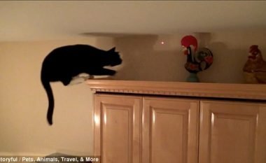 Macja në ndjekje të dritës së laserit, sipër dollapëve të kuzhinës (Video)
