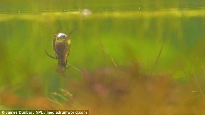 Merimanga mbledhë flluska ajri nga sipërfaqja, për t’i dërguar në çerdhen nënujore (Video)