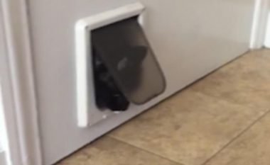 Ngeci brenda derës së vogël, veprimi qesharak i maces me bark të fryrë (Video)