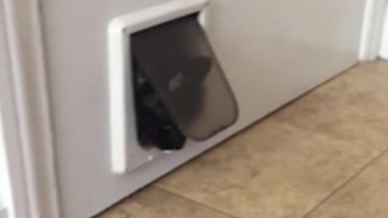 Ngeci brenda derës së vogël, veprimi qesharak i maces me bark të fryrë (Video)