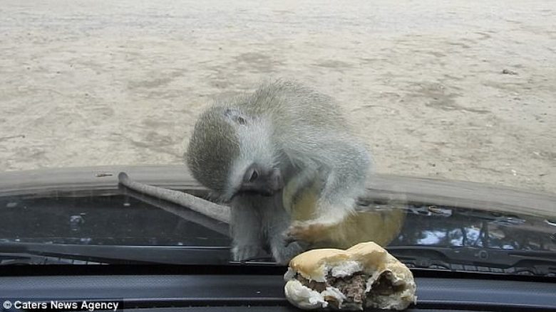 Përpjekjet qesharake të majmunit, për të marrë hamburgerin në pjesën tjetër të xhamit (Video)