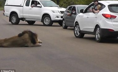 Qëndronin jashtë dritares së veturës, tmerrohen vetëm nga një lëvizje e luanit (Video)