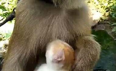 Shoqëria e befasishme mes majmunit dhe maces së vogël (Video)