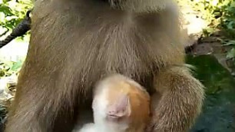 Shoqëria e befasishme mes majmunit dhe maces së vogël (Video)