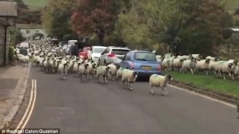 Trafiku bllokohet në tërësi nga mbi 800 dele që po ktheheshin në fermë (Video)