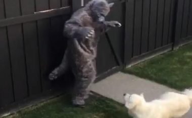 Pronari vishet me kostum ujku, reagimi qenit është qesharak (Video)