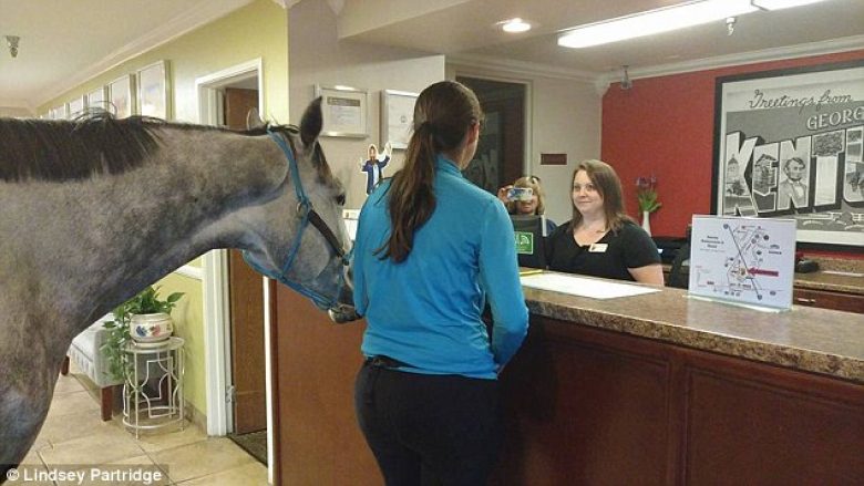 Vizitorja e pazakontë, qëndroi së bashku me kalë në dhomën e motelit (Video)
