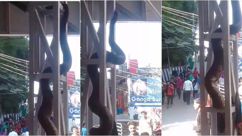 Ishte varur në një shtyllë, anakonda frikëson kalimtarët në një stacion hekurudhor (Video)