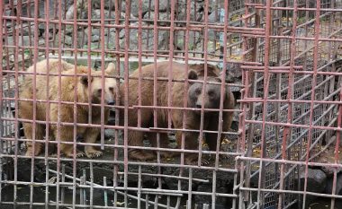 I mbajtën në kafaze dhe hanin ushqimin e mbetur të klientëve, dy arinjtë më në fund gjejnë lirinë (Foto/Video)