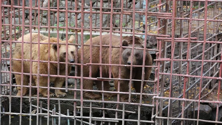 I mbajtën në kafaze dhe hanin ushqimin e mbetur të klientëve, dy arinjtë më në fund gjejnë lirinë (Foto/Video)