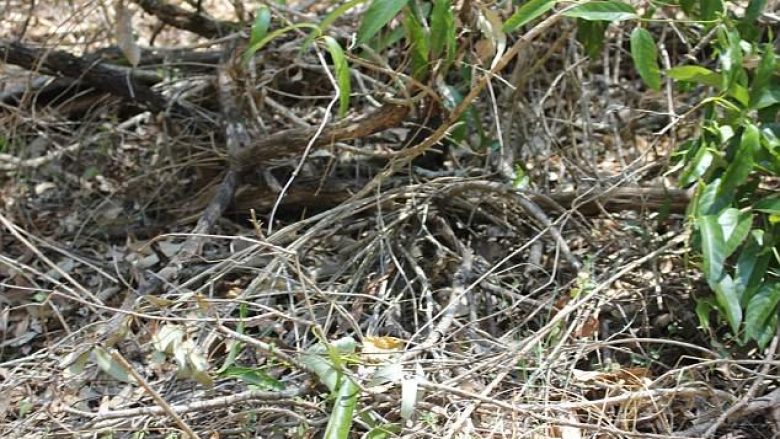 Gjarpri vdekjeprurës është i fshehur nën një shkurre – por ju vështirë se do ta vëreni atë! (Foto)