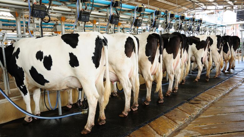 Ndikimi i ndryshimeve klimatike në fermat qumështore