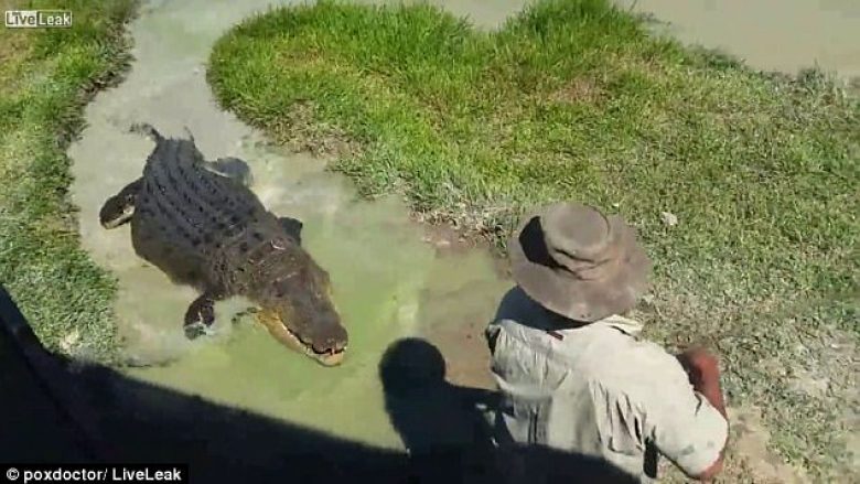 Pamje të frikshme: Krokodili shfaqet nga aty ku askush nuk do ta priste (Video)