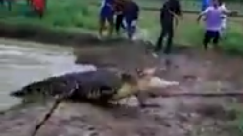 Momente paniku: Krokodili reagon me agresivitet ndaj banorëve (Video)