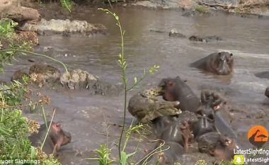 Hipopotamët bëhen bashkë për të mbrojtur të vegjlit, krokodili mezi shpëton nga turma e tërbuar (Video)