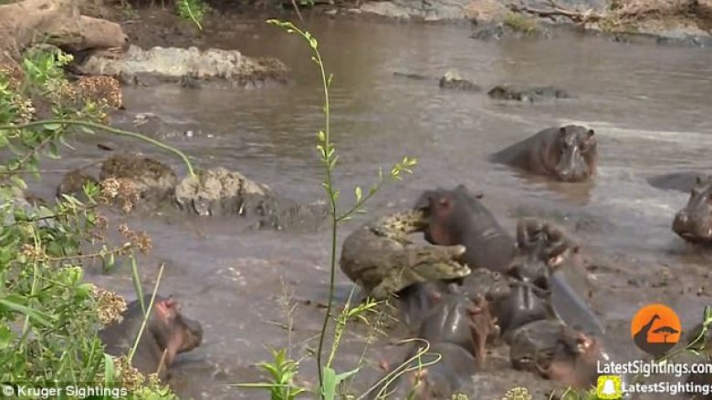 Hipopotamët bëhen bashkë për të mbrojtur të vegjlit, krokodili mezi shpëton nga turma e tërbuar (Video)