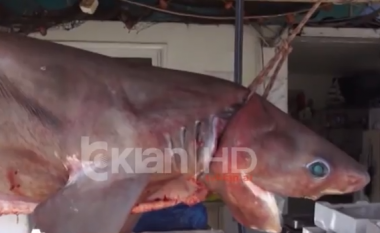 Dy peshkaqenë kapen në Vlorë, njëri agresiv dhe i rrezikshëm (Video)