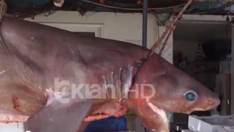 Dy peshkaqenë kapen në Vlorë, njëri agresiv dhe i rrezikshëm (Video)