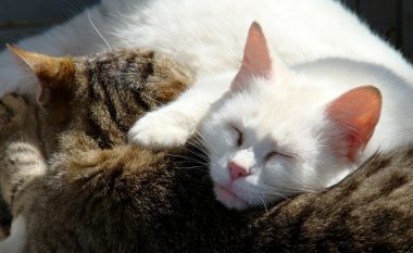 Përse macet flenë dy të tretat e jetës?