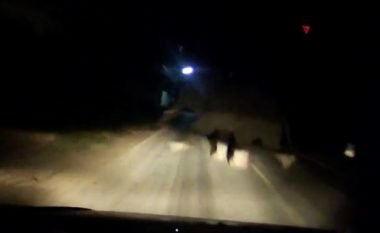 Momenti kur vetura që lëvizte me shpejtësi të madhe përplaset me elefantin (Video)